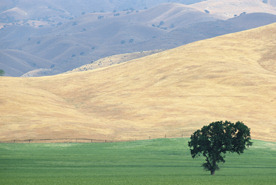Weites Feld